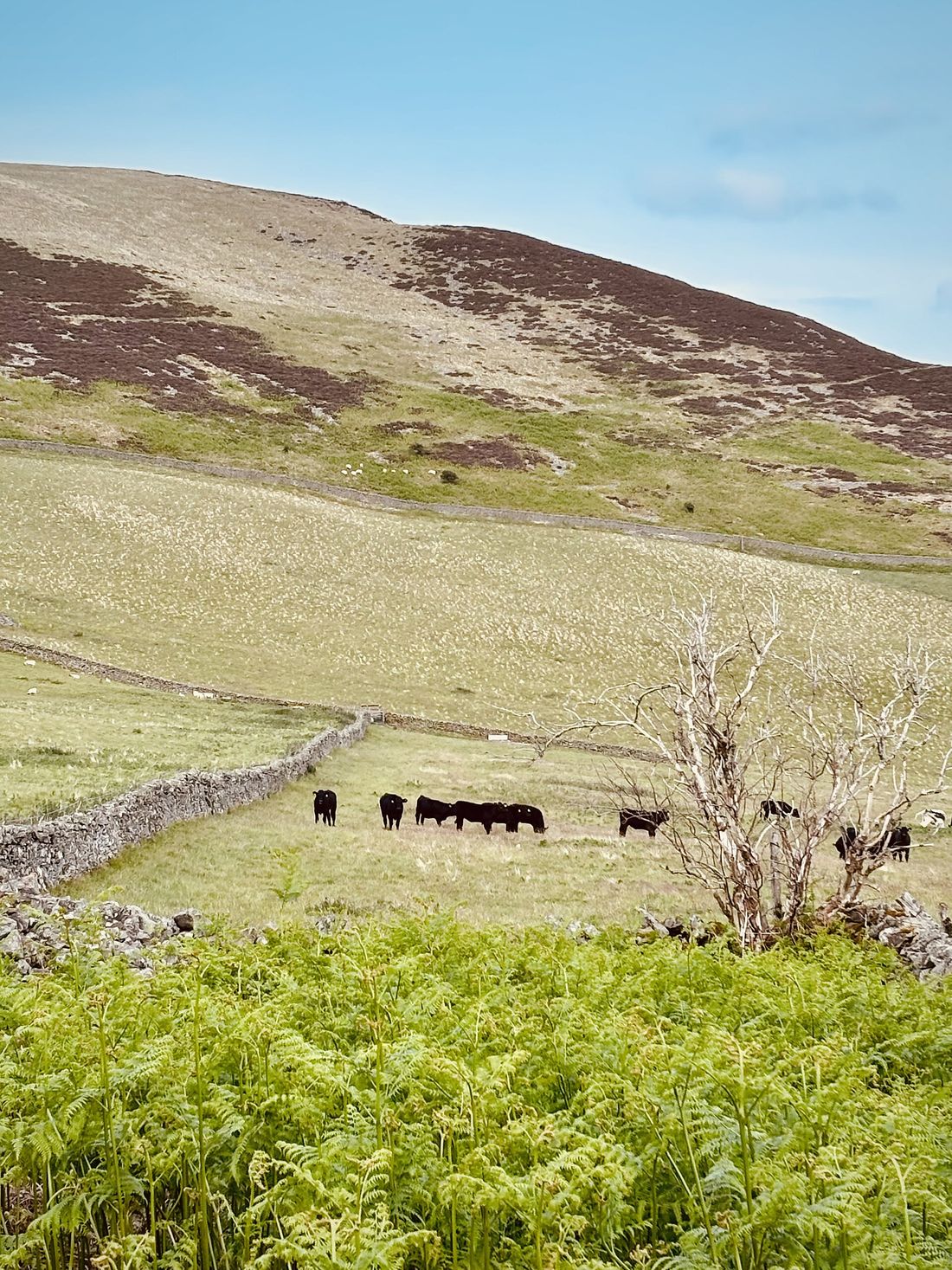 Black Angus cattle in an upland field with a dry-stone wall