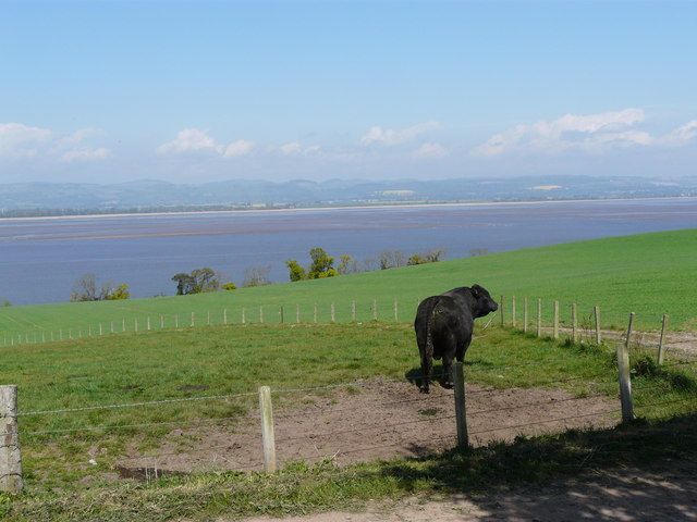A black beef stock bull standing in a green riverside field